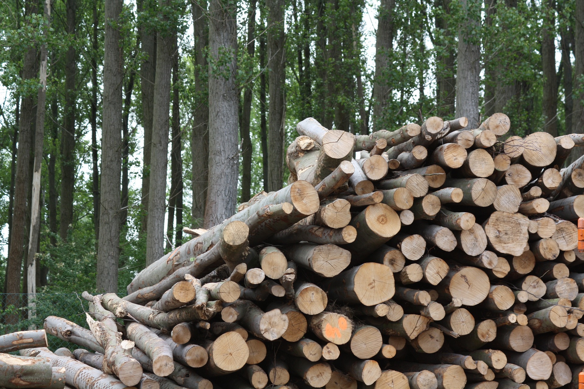 Lohnt sich eine Biomasseheizung?